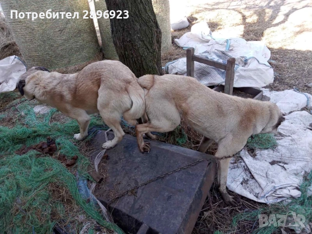 Турски кангал кученца , снимка 3 - Други - 53824268