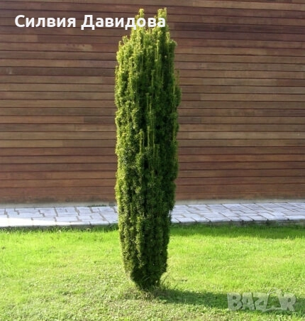 Тис, снимка 2 - Градински цветя и растения - 52501681