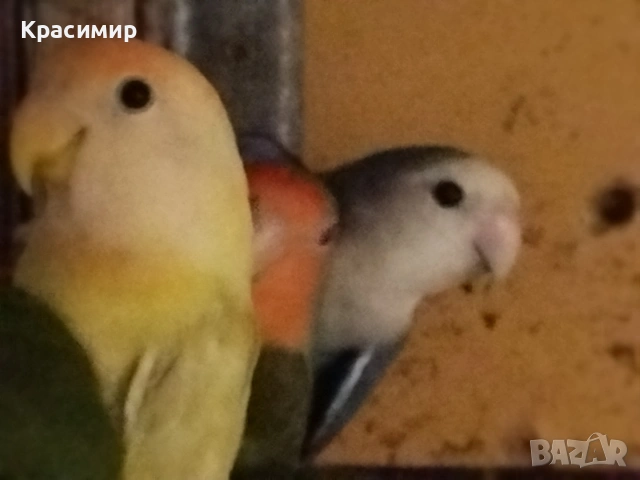 различни видове птици, снимка 6 - Папагали - 53807938