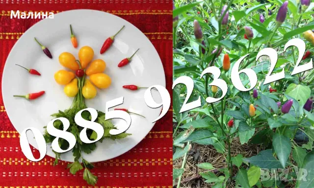 Био Люти Чушки в Саксия Екологично и Биологично Отглеждани + ПОДАРЪК, снимка 9 - Разсади - 37047638