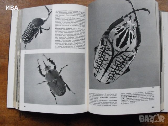 Иллюстрованная энциклопедия насекомых/на руски език/., снимка 4 - Енциклопедии, справочници - 39564849