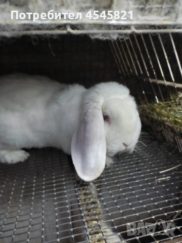 Френски кочовати зайци, снимка 2 - Други - 53485537