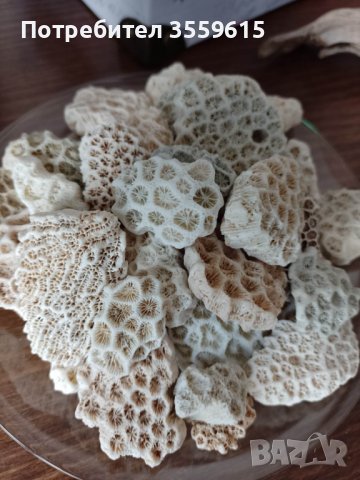 екзотични корали от Малдивите, снимка 1 - Други - 39599982