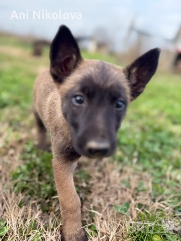 Чистокръвни белгийски овчарки, снимка 12 - Белгийска овчарка - 53026515