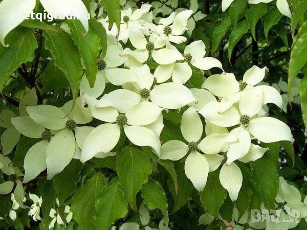 Cornus kousa Chinensis (Китайски дрян)