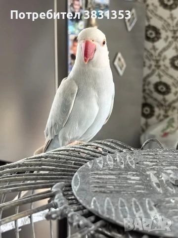 Малък Александър с голяма клетка , снимка 11 - Папагали - 53663642