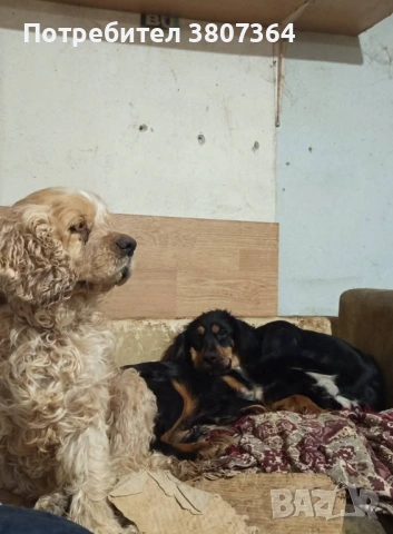 Американски Кокер шпаньол свободен за разплод , снимка 2 - Кокер шпаньол - 53486984