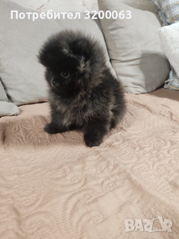 Померан мини мъжки., снимка 15 - Померан - 52878318