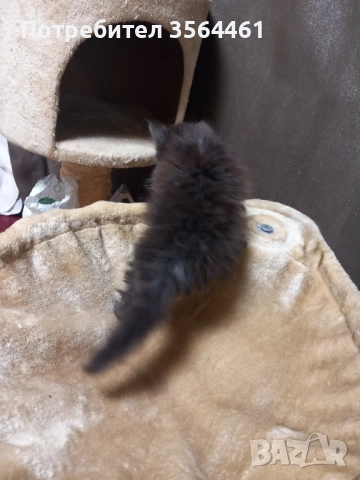 продавам персийско коте-мъжко, снимка 8 - Персийска - 52410928