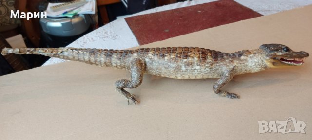 Препариран алигатор, снимка 2 - Антикварни и старинни предмети - 44460534