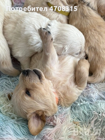 Голдън ретривър момче родословен баща, снимка 2 - Голдън ретривър - 53164768