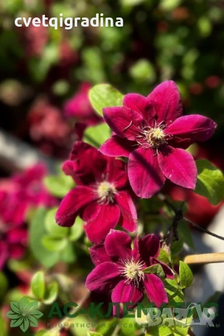 Клематис Зосия-Clematis Zosia