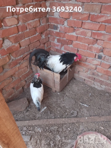 Продавам млади паунчета от миналата година, Лакенфелдер и изабелова лехорна