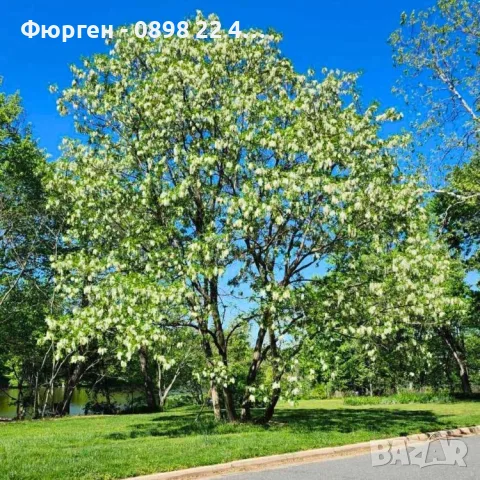 Акация - Фиданки  РАЗПРОДАЖБА !!!, снимка 7 - Разсади - 56203131