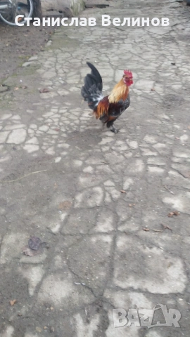 Продавам петлета джинки , снимка 2 - Кокошки и пуйки - 52630941