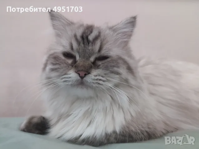 Мъжки котарак за Разплод, снимка 3 - Други - 56120963
