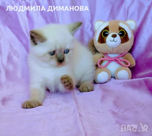 Шотландско момиче със сини очи. 