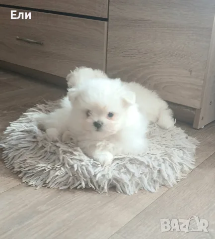 Малтипом момченце