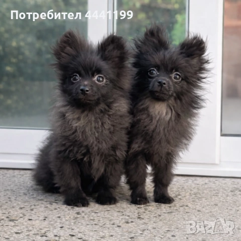 Свободни померанчета!, снимка 2 - Померан - 53659504