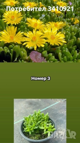 Делосперма 7 цвята, снимка 3 - Градински цветя и растения - 48993391