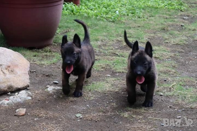 Белгийски овчарки-малиноа , снимка 3 - Белгийска овчарка - 51852914