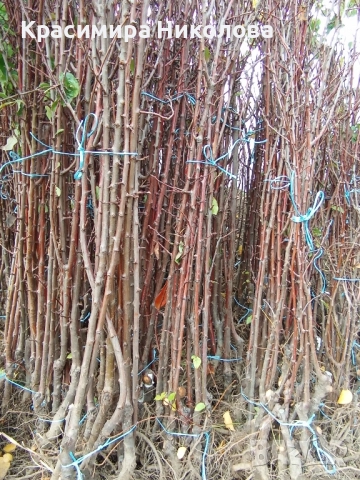 Продавам овощен посадъчен материал