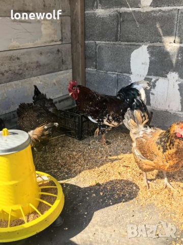 Яйца за люпене от Шведска Цветна Кокошка