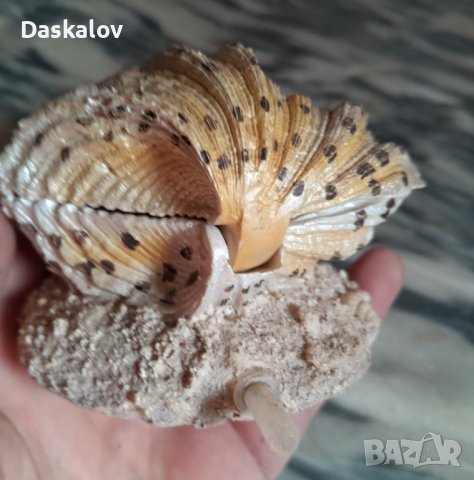 Продавам камъче за въздух мида с перла, снимка 3 - Оборудване за аквариуми - 41348714