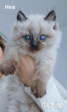 Ragdoll рагдол/регдол  коте мъжко, снимка 3 - Други - 51000590