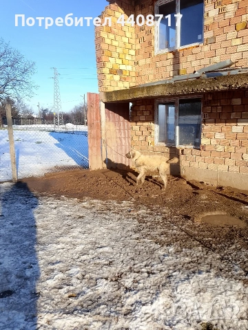 Продавам куче Кангал на 1 година и два месеца , снимка 2 - Кангал - 53588344