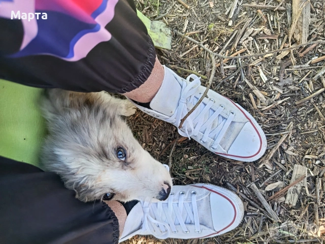 кученце бордър коли, снимка 7 - Бордър коли - 53749282