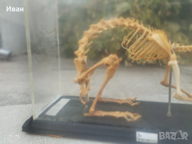 Соц Скелет на заек , снимка 7 - Колекции - 51686534