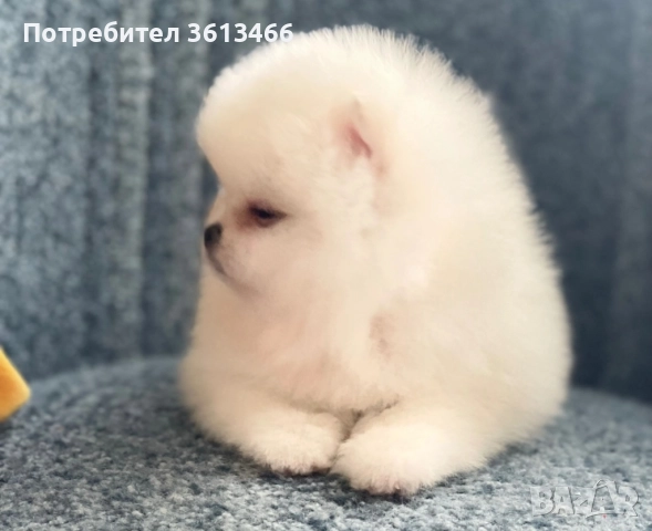 Померан babyface бели пухчета, снимка 2 - Померан - 52557849