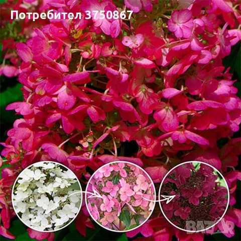 💞🌿☀️ Hydrangea paniculata 'Warm Red' Хортензия метличеста „Warm Red“, снимка 2 - Градински цветя и растения - 53868899