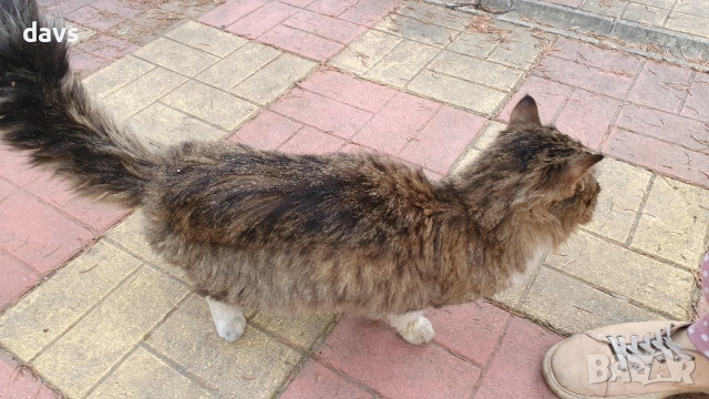 Красавец търси приемен / постоянен дом, снимка 8 - Други - 53488361