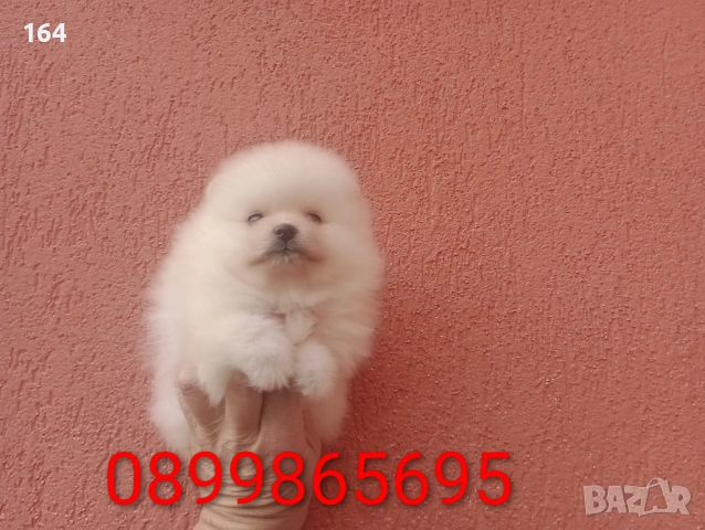 Померани. Момиче и момче. Реални снимки от 08.02.26 г, снимка 4 - Померан - 53416990