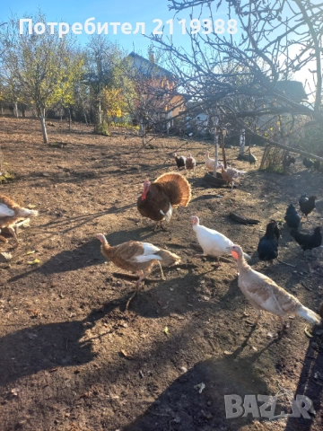 Пуяк, снимка 3 - Кокошки и пуйки - 52422713