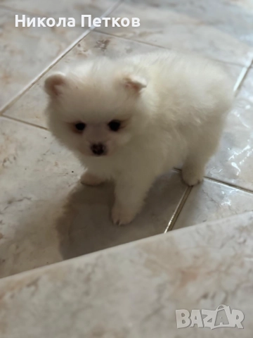 Померан , снимка 2 - Померан - 52670861