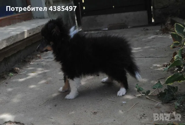 трицветно шелти момиче, снимка 3 - Коли - 55924087