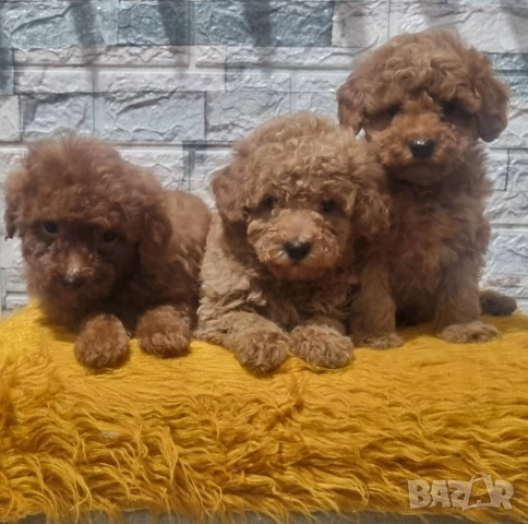 Той Пудел Мини Пудел