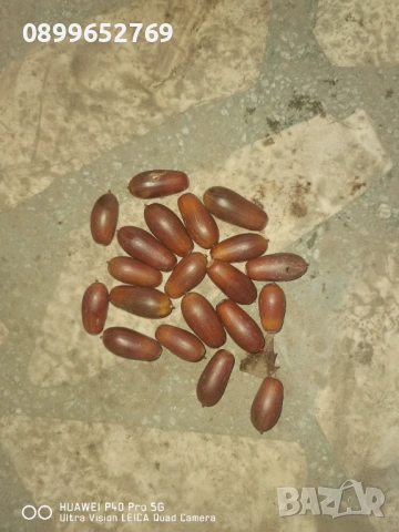 Семена на Вечнозелен дъб ( Пърнар) 