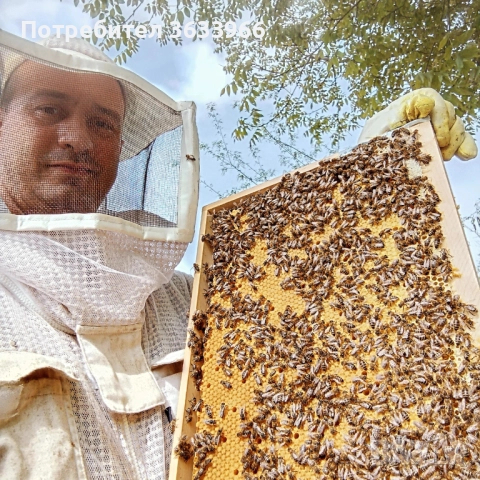 Пчелни отводки Дадан Блад