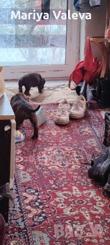 Кученца Курцхар , снимка 15 - Курцхаар - 52863953