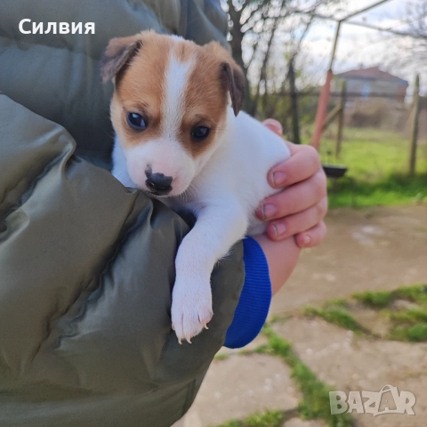 Кученца Джак Ръсел 