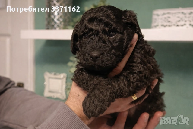  момченце пудел toy, снимка 2 - Пудели - 53692419