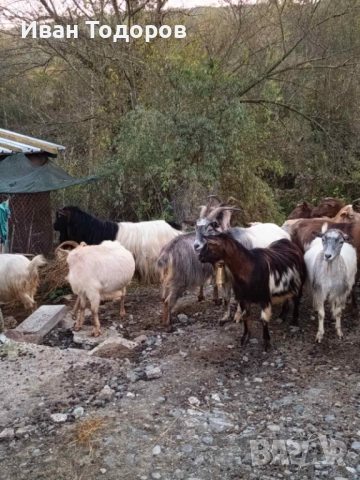 Продавам Десет Кози и Един Козел(Пръч), снимка 3 - Кози - 52583525