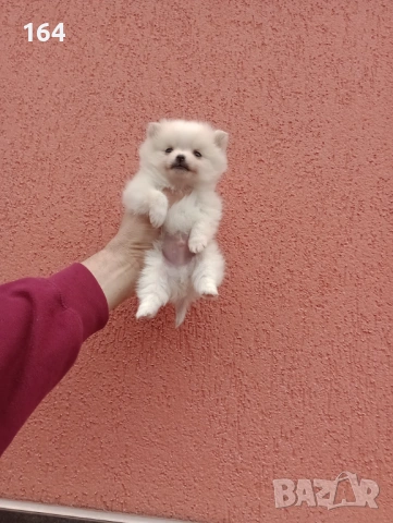 Миниатюрно мини момче. Померанче. Реални снимки от 13.02.26 г. 