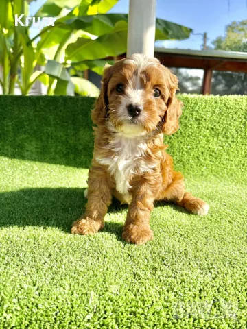 Cavapoo  Кавапу