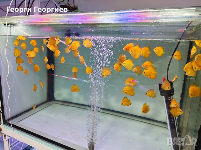 Дискуси, снимка 12 - Рибки - 51439805