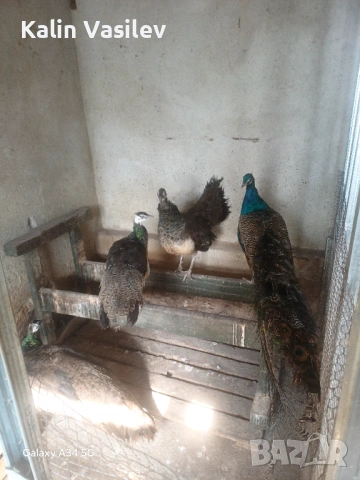 Ято пауни 4 броя, снимка 4 - други­ - 53526385